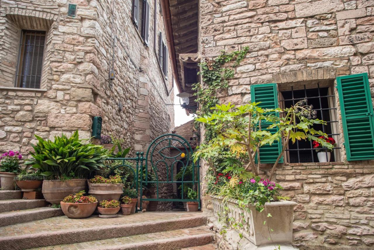 La Viola Di Assisi